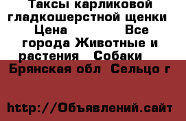 Таксы карликовой гладкошерстной щенки › Цена ­ 20 000 - Все города Животные и растения » Собаки   . Брянская обл.,Сельцо г.